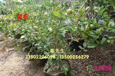 黄金柠檬苗