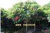鸡蛋花