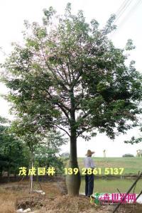 大腹木棉