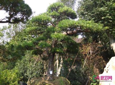 日本罗汉松