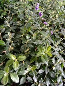 金露花