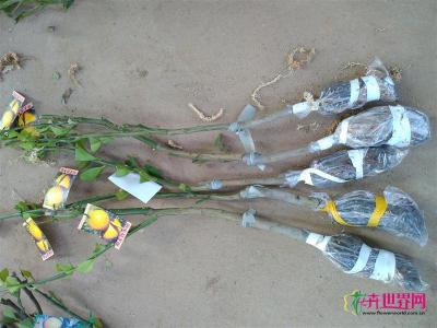 帝王香水柚