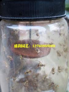 诱捕的桔小实蝇