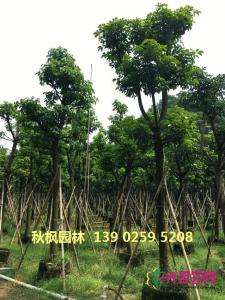 秋枫