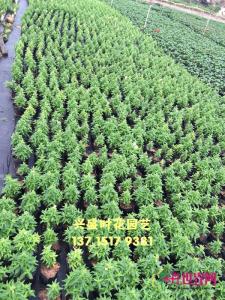 金鱼草