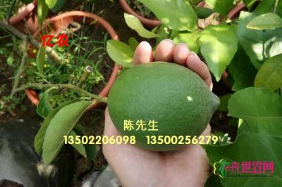 黄金柠檬