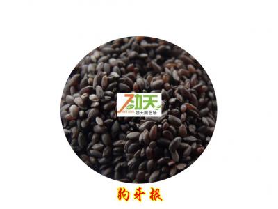 狗牙根