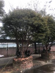 嘉宝果大树