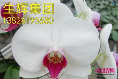 蝴蝶兰