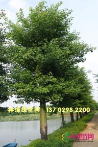 大腹木棉