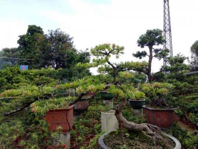 太子妃




太子妃