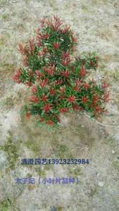 海岛罗汉松（太子妃）小叶子品种