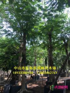凤凰木