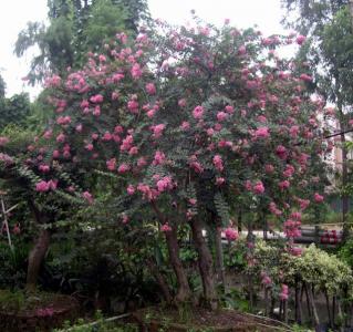 小叶紫薇
