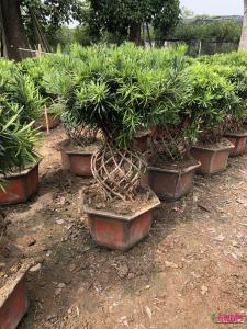 罗汉松花瓶