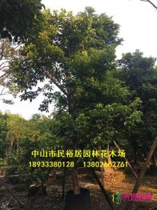 秋枫