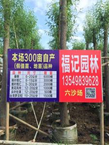 金丝垂柳