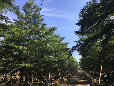 小叶榄仁