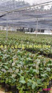 金花茶苗
