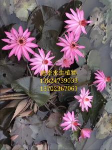 睡莲