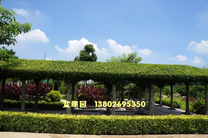 榕树亭绿化景观效果