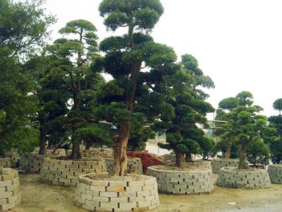 日本罗汉松