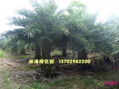 中东海枣