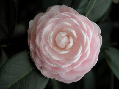 茶花