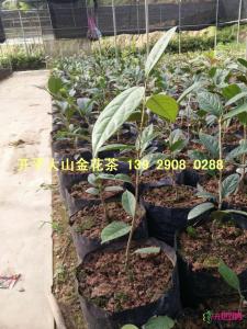 金花茶苗