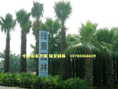 老人葵 华盛顿葵