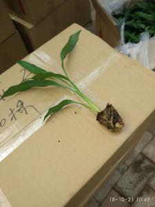 姜荷花