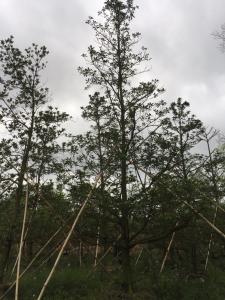 尖叶杜英
