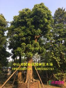 龙眼