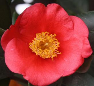 茶花/黄金心