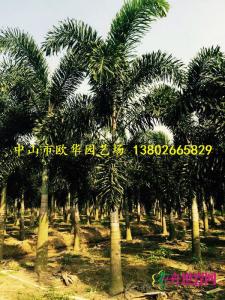 狐尾椰子