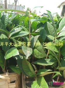 金花茶苗