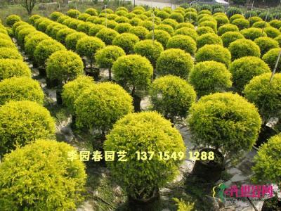 黄金香柳