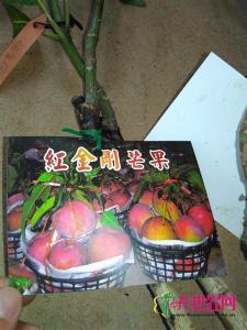 进口嫁接苗红金钢芒果