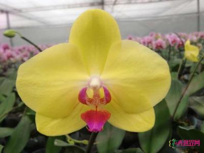 蝴蝶兰（富乐夕阳）