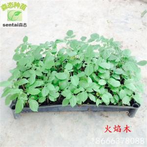 台湾火焰木