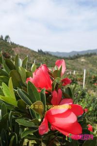 茶花