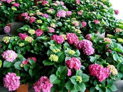 绣球花