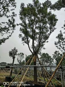 全冠樟树