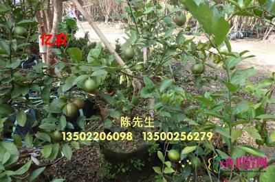 黄金柠檬