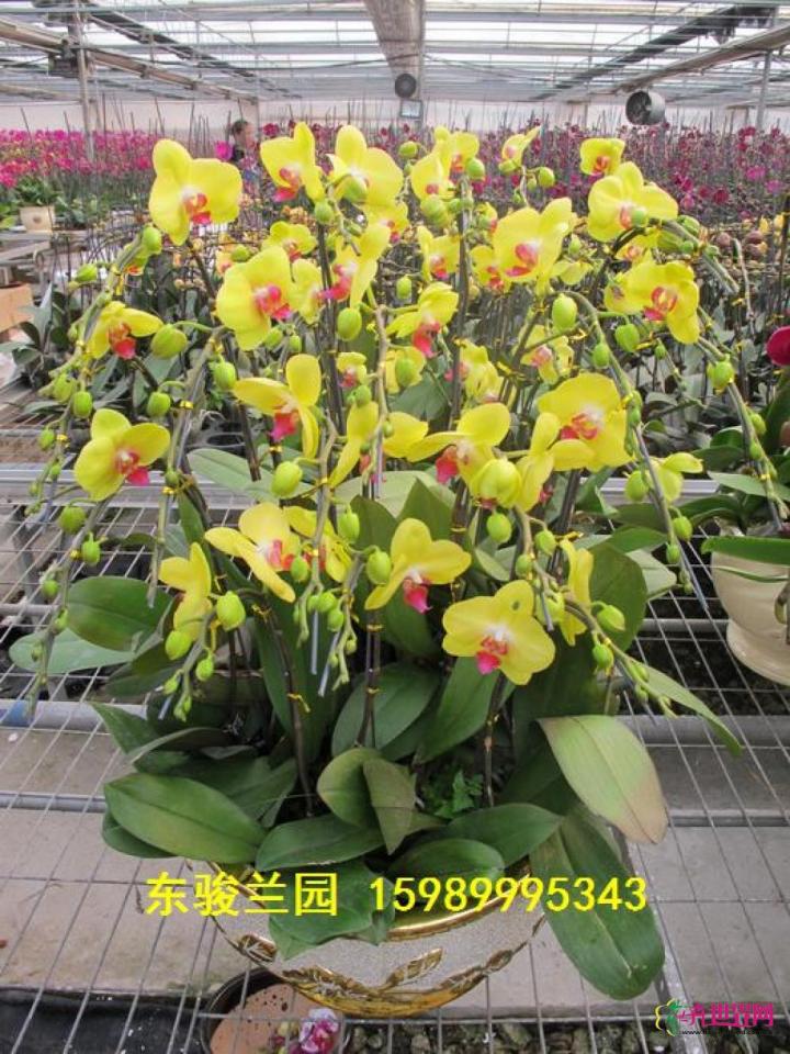 蝴蝶兰