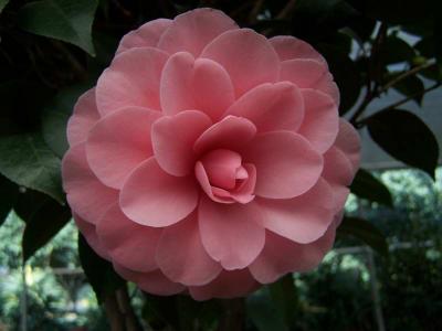 茶花
