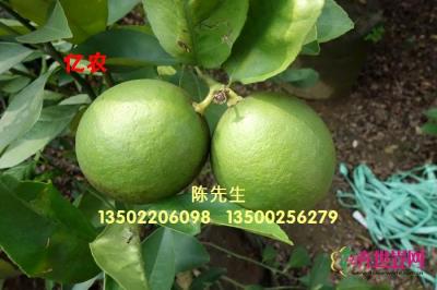 黄金柠檬