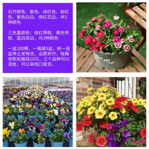 石竹