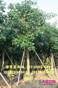 珊瑚刺桐