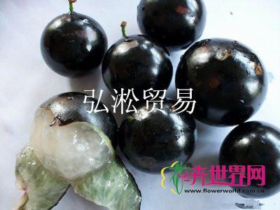嘉宝果
